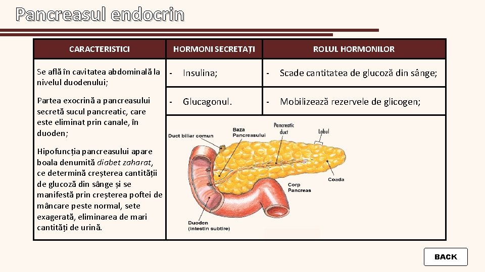 Pancreasul endocrin CARACTERISTICI HORMONI SECRETAȚI ROLUL HORMONILOR Se află în cavitatea abdominală la nivelul