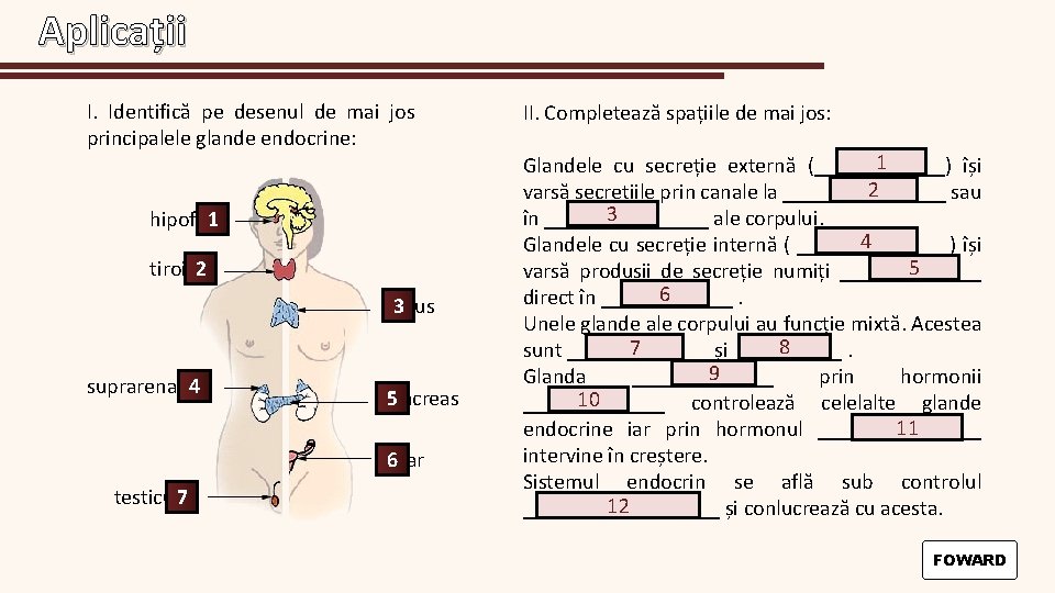 Aplicații I. Identifică pe desenul de mai jos principalele glande endocrine: hipofiza 1 tiroida