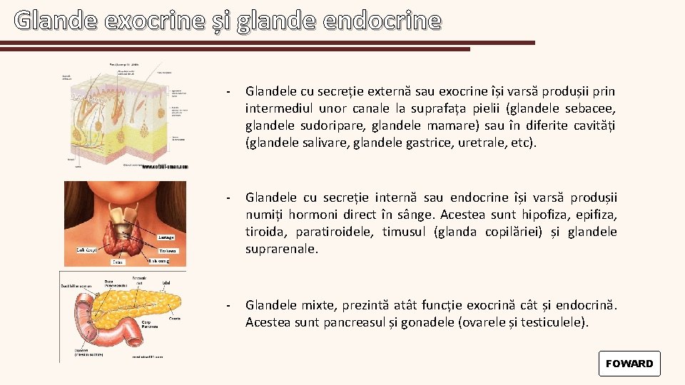 Glande exocrine și glande endocrine - Glandele cu secreție externă sau exocrine își varsă