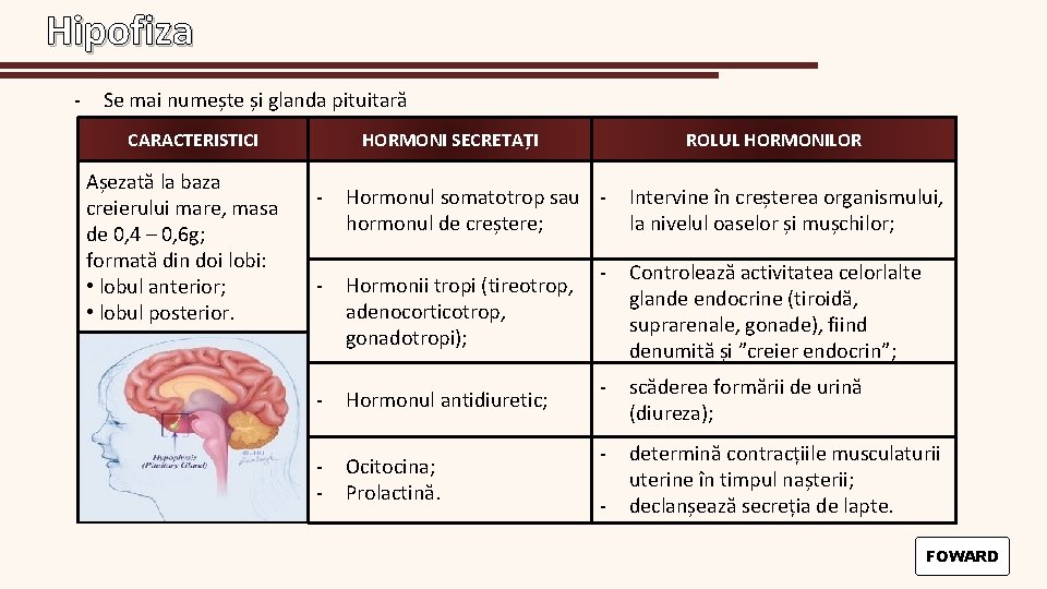 Hipofiza - Se mai numește și glanda pituitară CARACTERISTICI Așezată la baza creierului mare,