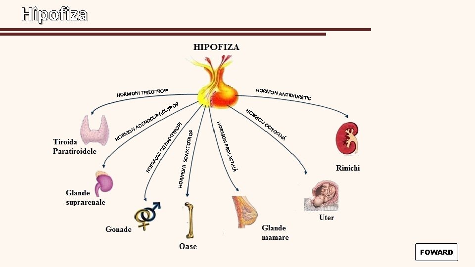 Hipofiza HORMO EOTROPI HORMONI TIR N ANTID P RO T O PI Ă INĂ