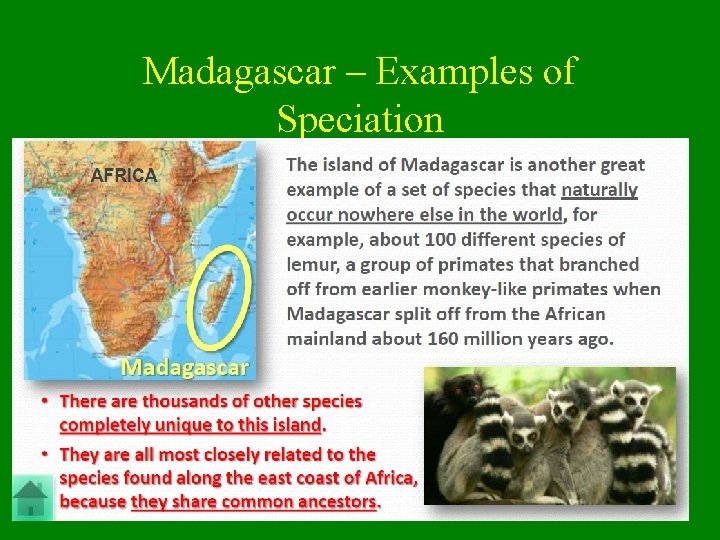 Madagascar – Examples of Speciation 