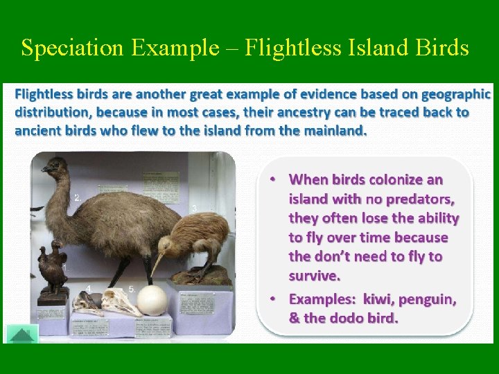 Speciation Example – Flightless Island Birds 