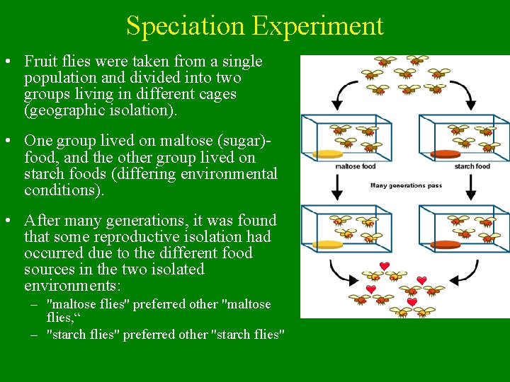 Speciation Experiment • Fruit flies were taken from a single population and divided into