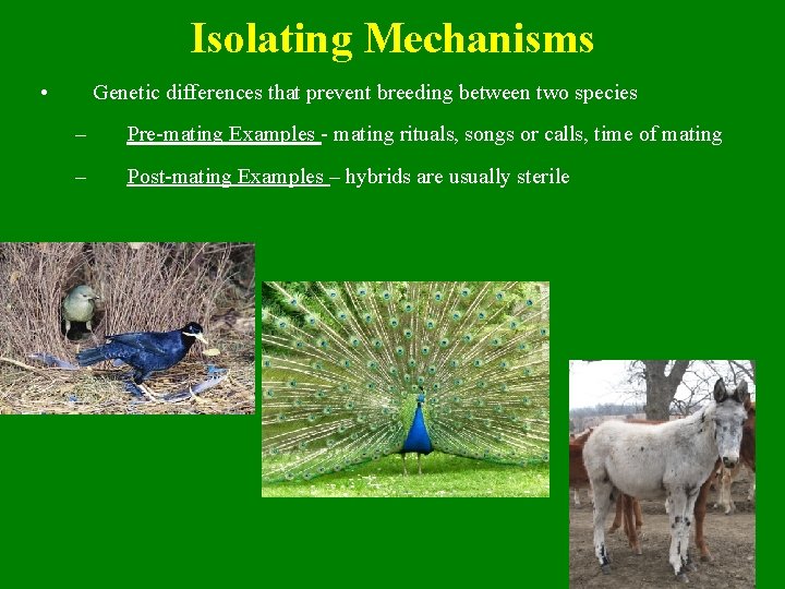 Isolating Mechanisms • Genetic differences that prevent breeding between two species – Pre-mating Examples