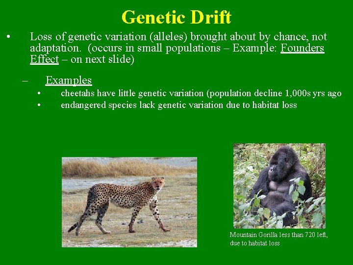 Genetic Drift • Loss of genetic variation (alleles) brought about by chance, not adaptation.