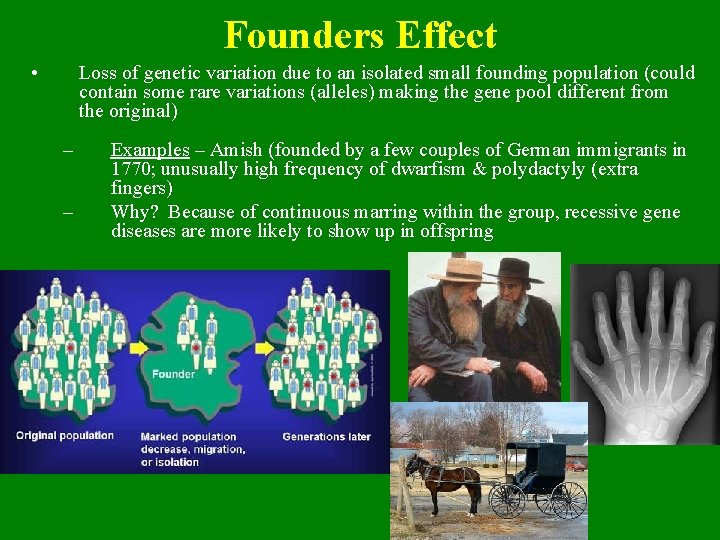 Founders Effect • Loss of genetic variation due to an isolated small founding population