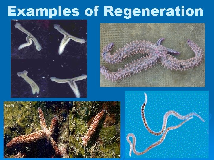 Examples of Regeneration 