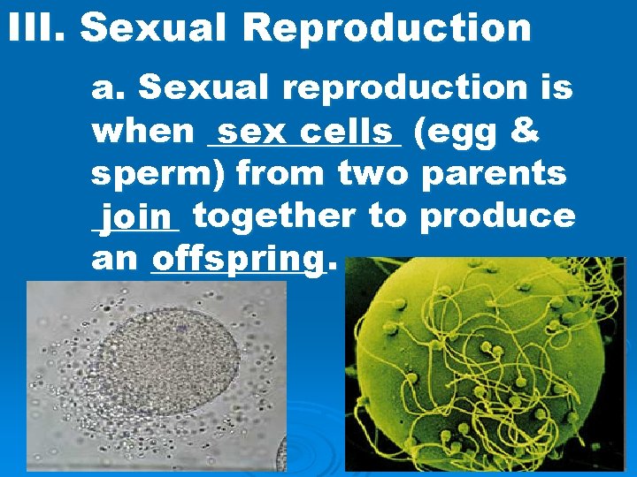 III. Sexual Reproduction a. Sexual reproduction is when ______ sex cells (egg & sperm)