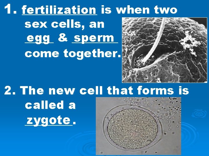 1. _______ fertilization is when two sex cells, an egg & ____ sperm _____
