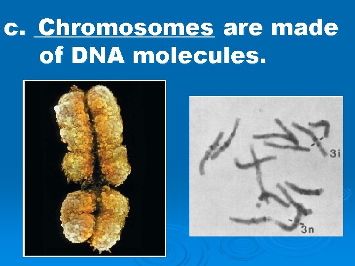 c. ________ Chromosomes are made of DNA molecules. 