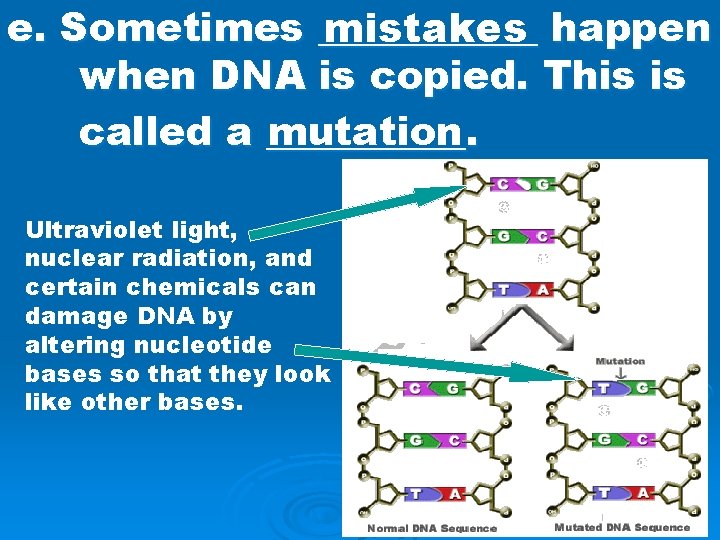 e. Sometimes ______ mistakes happen when DNA is copied. This is called a _____.