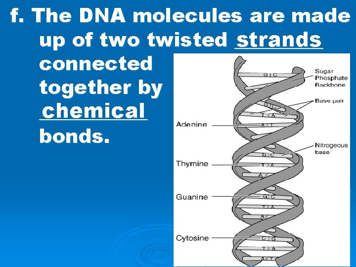 f. The DNA molecules are made strands up of two twisted _____ connected together