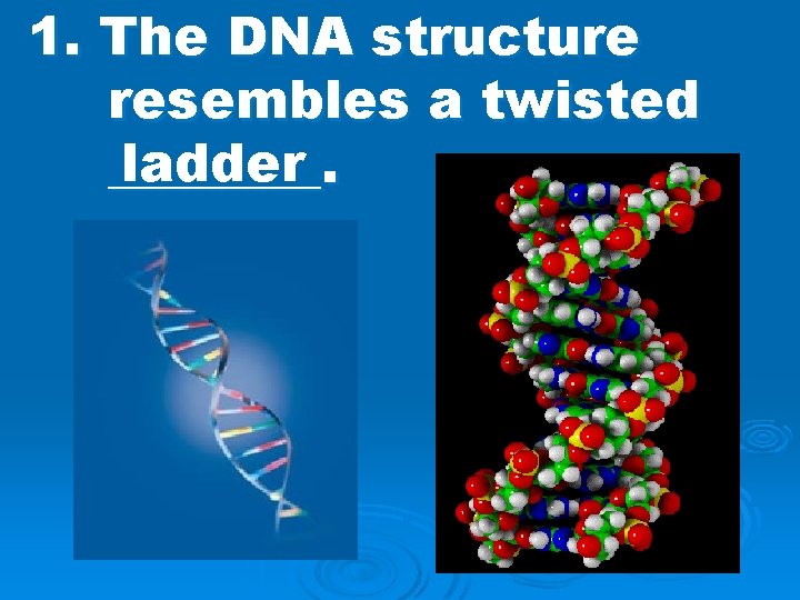 1. The DNA structure resembles a twisted ladder ____. 