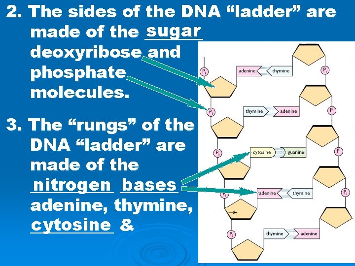 2. The sides of the DNA “ladder” are sugar made of the _______ deoxyribose