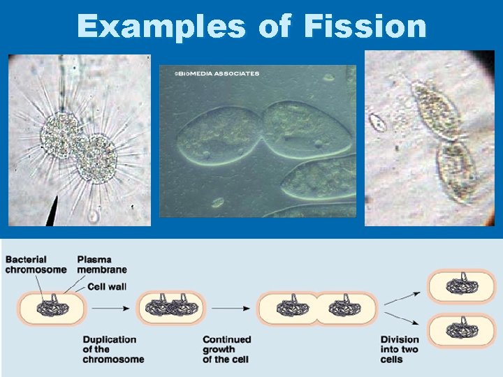 Examples of Fission 