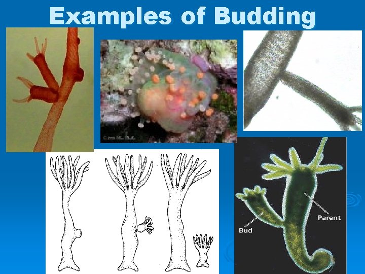 Examples of Budding 