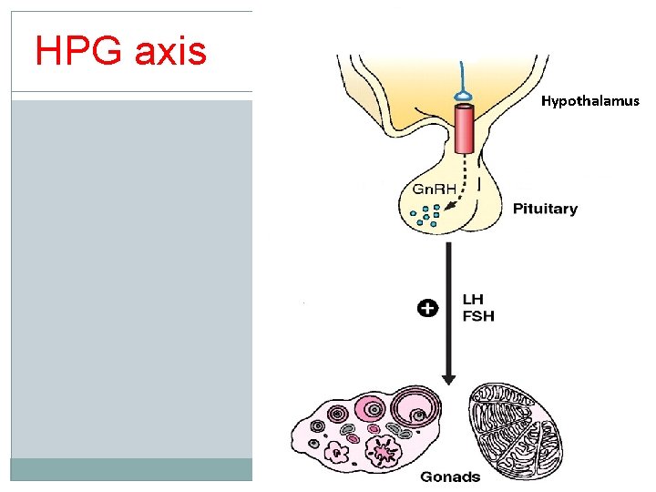HPG axis Hypothalamus 