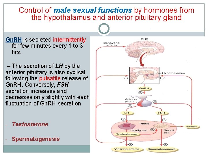 Control of male sexual functions by hormones from the hypothalamus and anterior pituitary gland