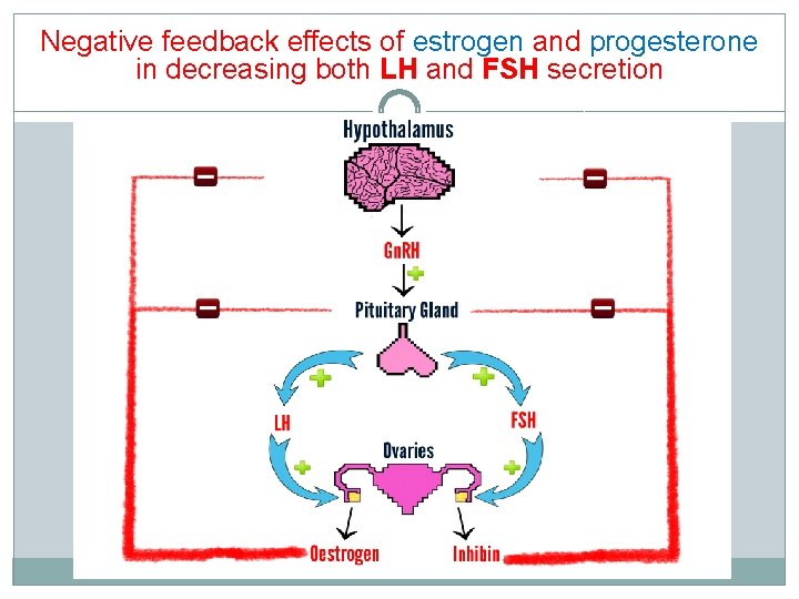 Negative feedback effects of estrogen and progesterone in decreasing both LH and FSH secretion