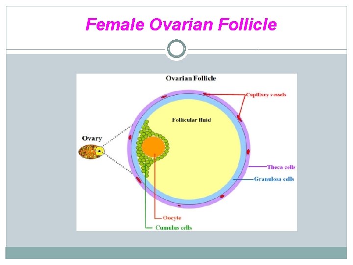 Female Ovarian Follicle 