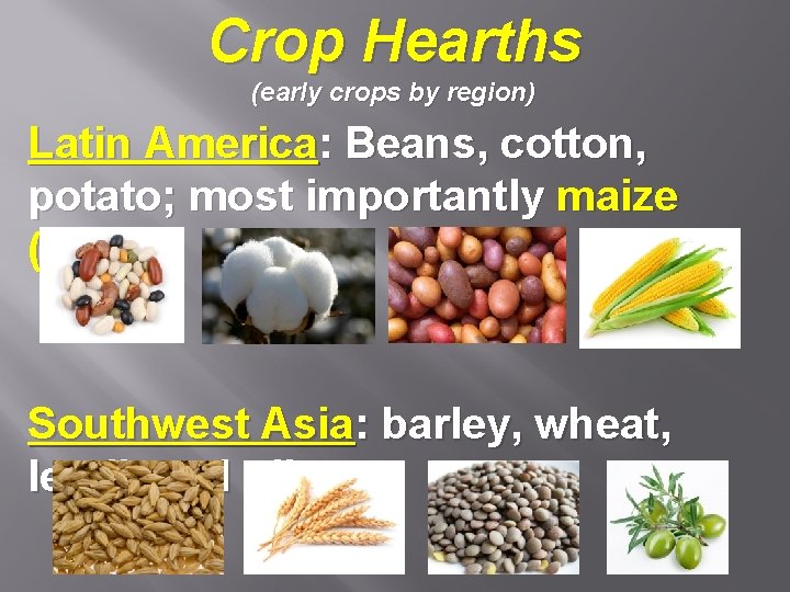 Crop Hearths (early crops by region) Latin America: Beans, cotton, potato; most importantly maize