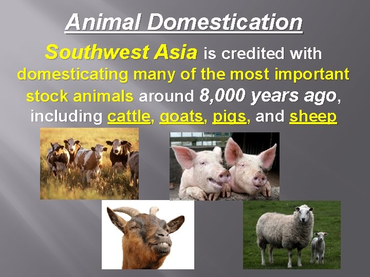 Animal Domestication Southwest Asia is credited with domesticating many of the most important stock