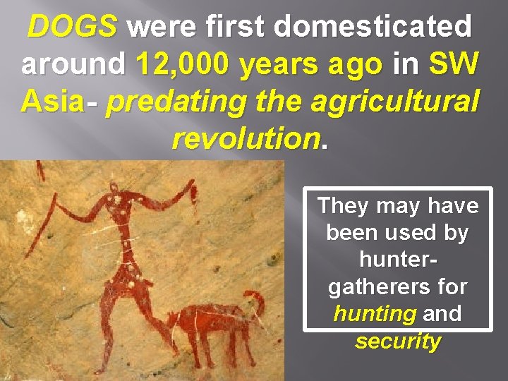 DOGS were first domesticated around 12, 000 years ago in SW Asia- predating the