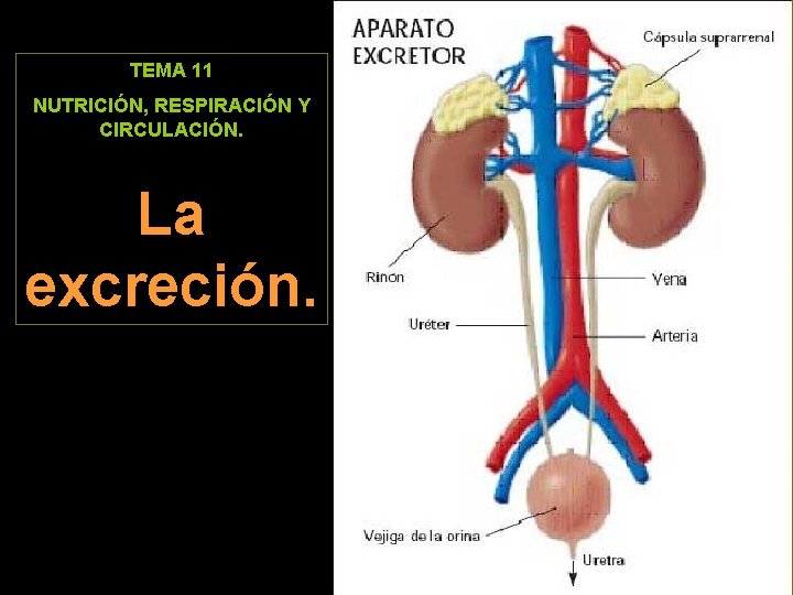 TEMA 11 NUTRICIÓN, RESPIRACIÓN Y CIRCULACIÓN. La excreción. 