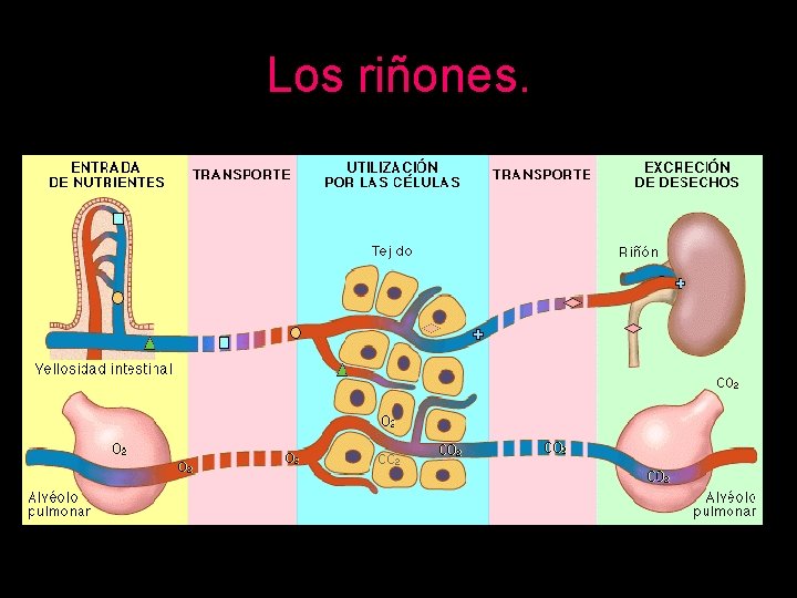 Los riñones. 