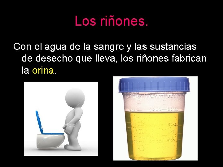 Los riñones. Con el agua de la sangre y las sustancias de desecho que