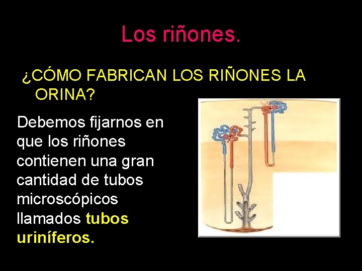 Los riñones. ¿CÓMO FABRICAN LOS RIÑONES LA ORINA? Debemos fijarnos en que los riñones