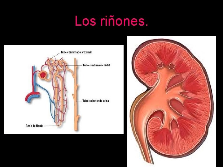 Los riñones. 