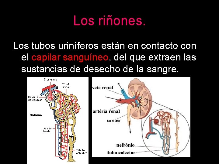 Los riñones. Los tubos uriníferos están en contacto con el capilar sanguíneo, del que