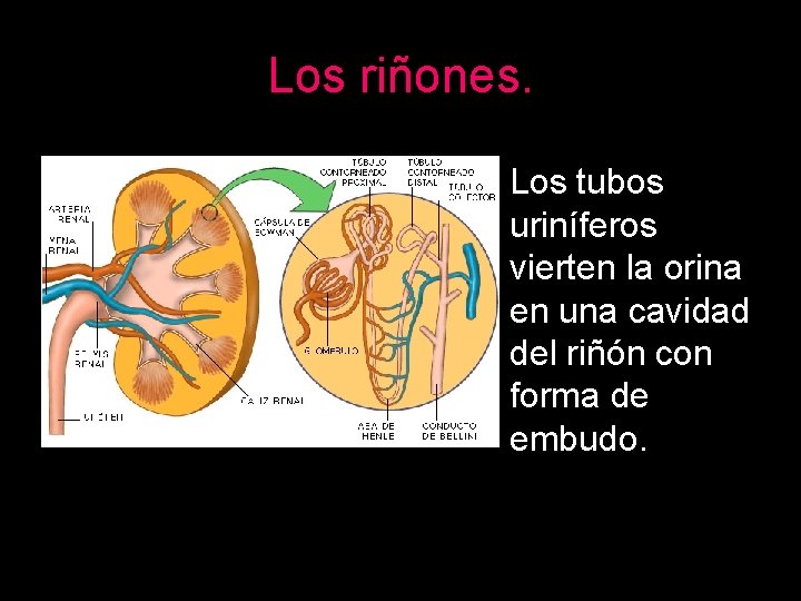 Los riñones. Los tubos uriníferos vierten la orina en una cavidad del riñón con