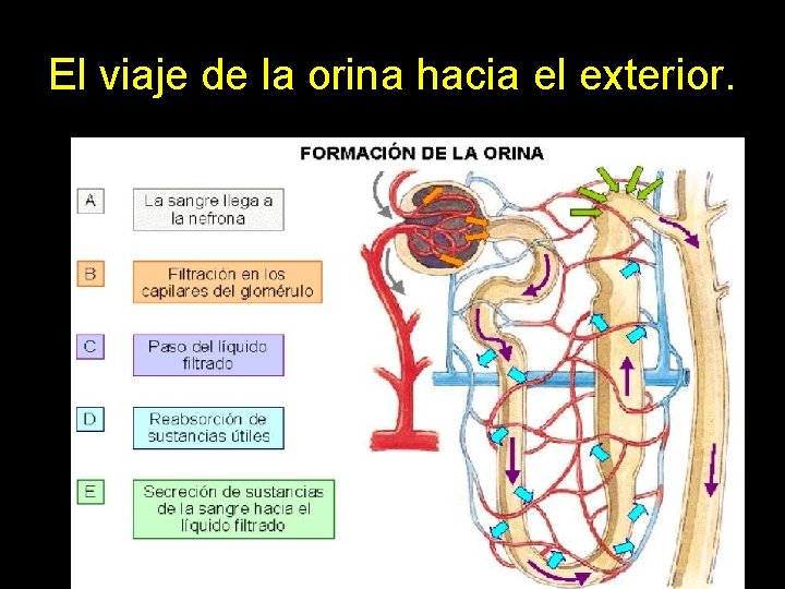 El viaje de la orina hacia el exterior. 