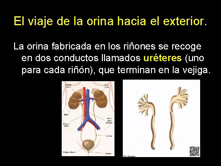 El viaje de la orina hacia el exterior. La orina fabricada en los riñones