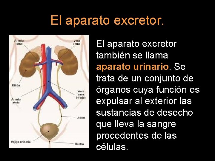 El aparato excretor también se llama aparato urinario. Se trata de un conjunto de