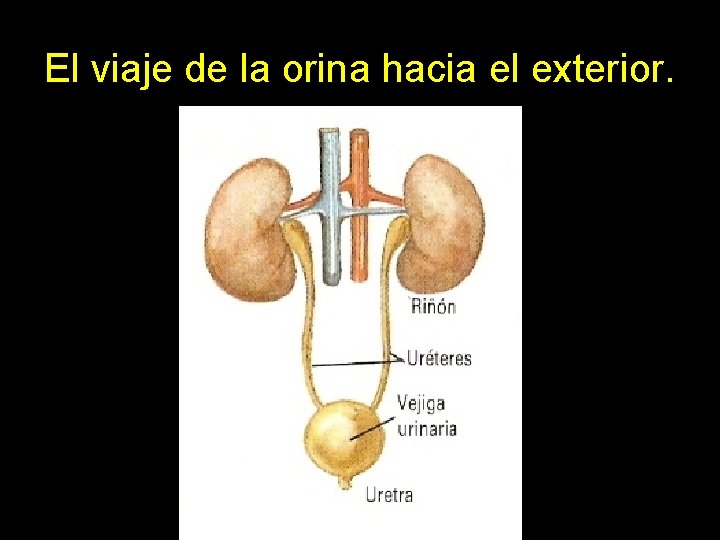 El viaje de la orina hacia el exterior. 