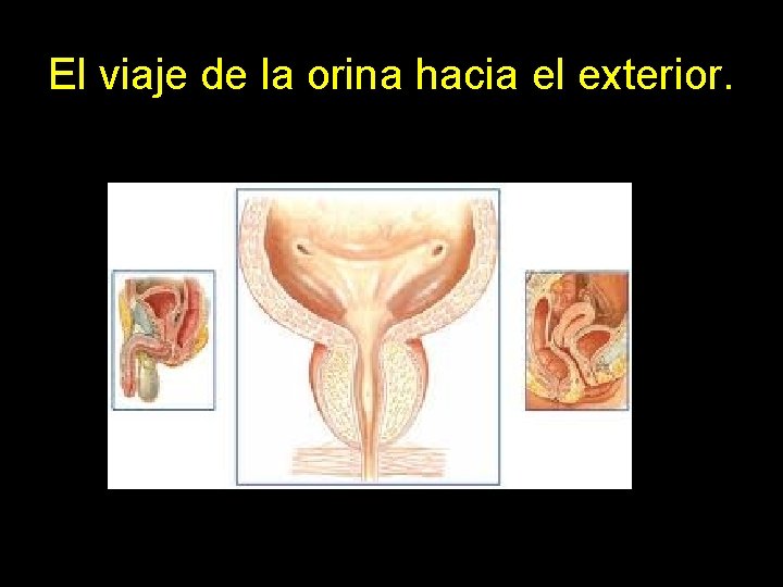 El viaje de la orina hacia el exterior. 