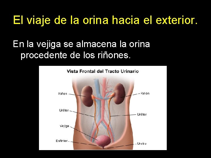 El viaje de la orina hacia el exterior. En la vejiga se almacena la