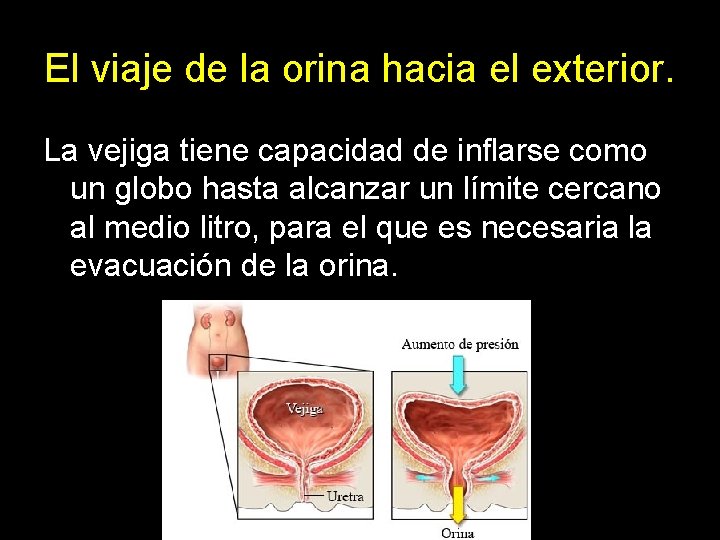 El viaje de la orina hacia el exterior. La vejiga tiene capacidad de inflarse