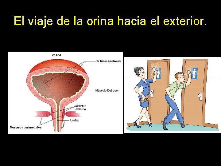 El viaje de la orina hacia el exterior. 