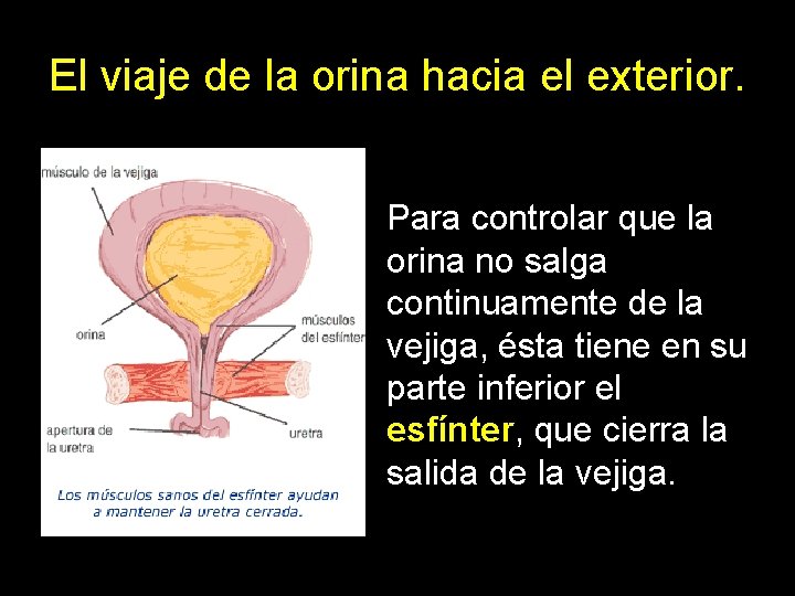 El viaje de la orina hacia el exterior. Para controlar que la orina no