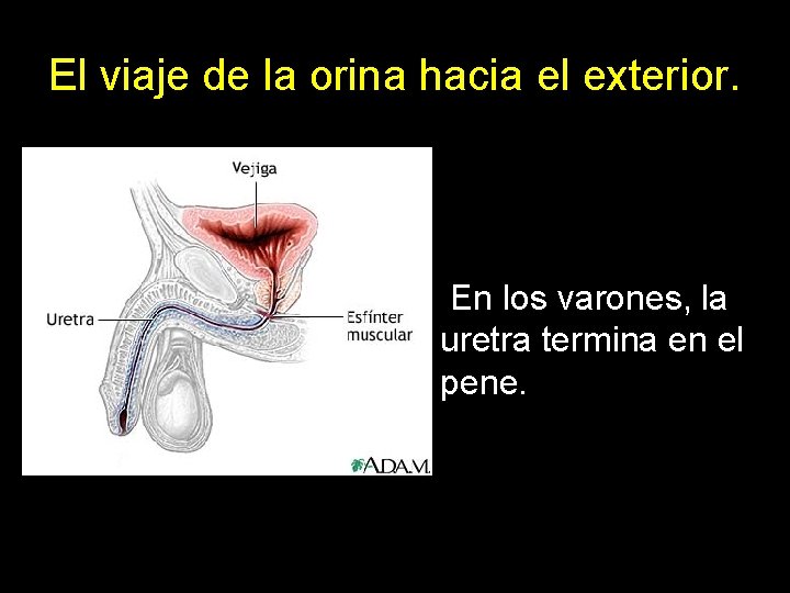 El viaje de la orina hacia el exterior. En los varones, la uretra termina