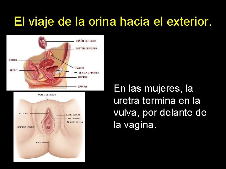 El viaje de la orina hacia el exterior. En las mujeres, la uretra termina