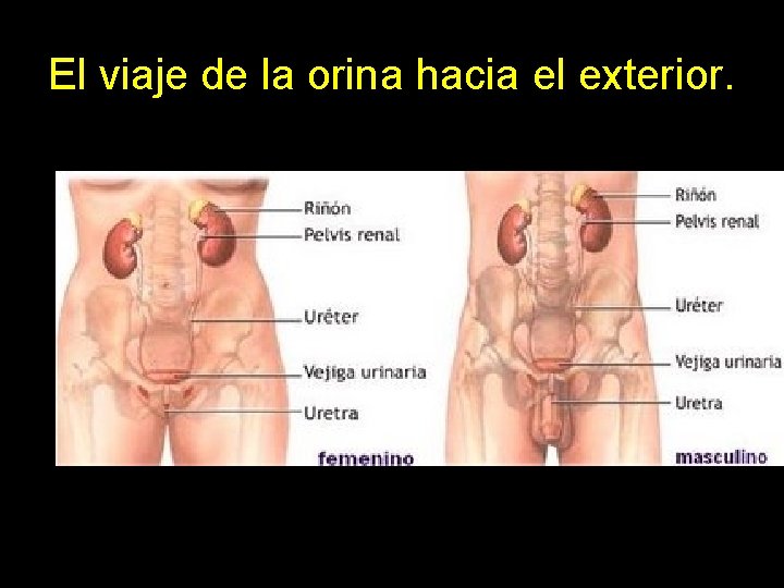 El viaje de la orina hacia el exterior. 