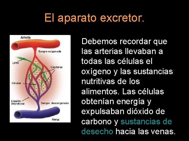 El aparato excretor. Debemos recordar que las arterias llevaban a todas las células el