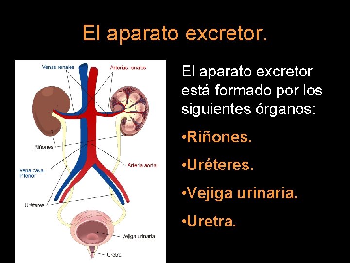 El aparato excretor está formado por los siguientes órganos: • Riñones. • Uréteres. •