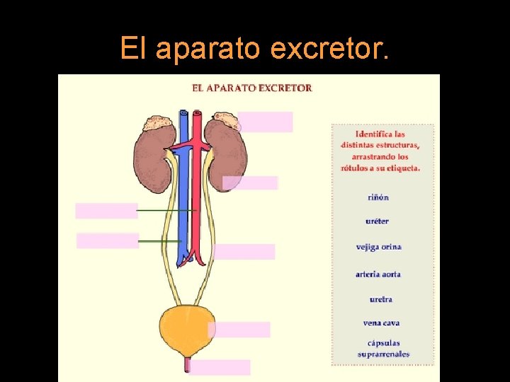 El aparato excretor. 